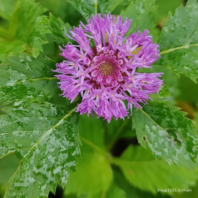 thumbnail for publication: Centratherum punctatum: Brazilian Buttonflower, Bachelor’s Button, Larkdaisy
